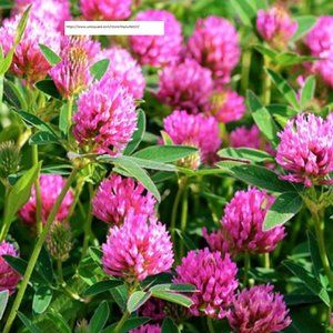 Medium Red Clover Seeds - Flower Seeds - BOGO